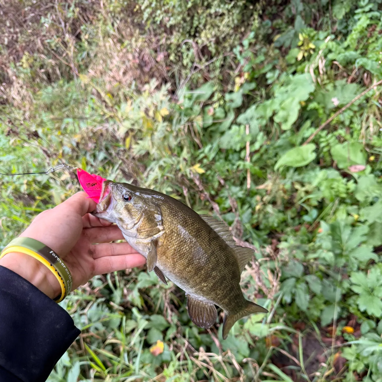 Smallmouth bass caught on Fishbrain