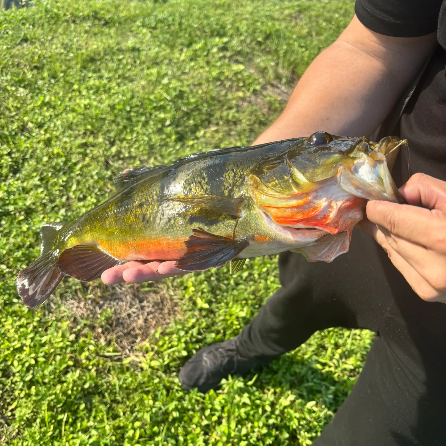 Butterfly peacock bass caught on Fishbrain