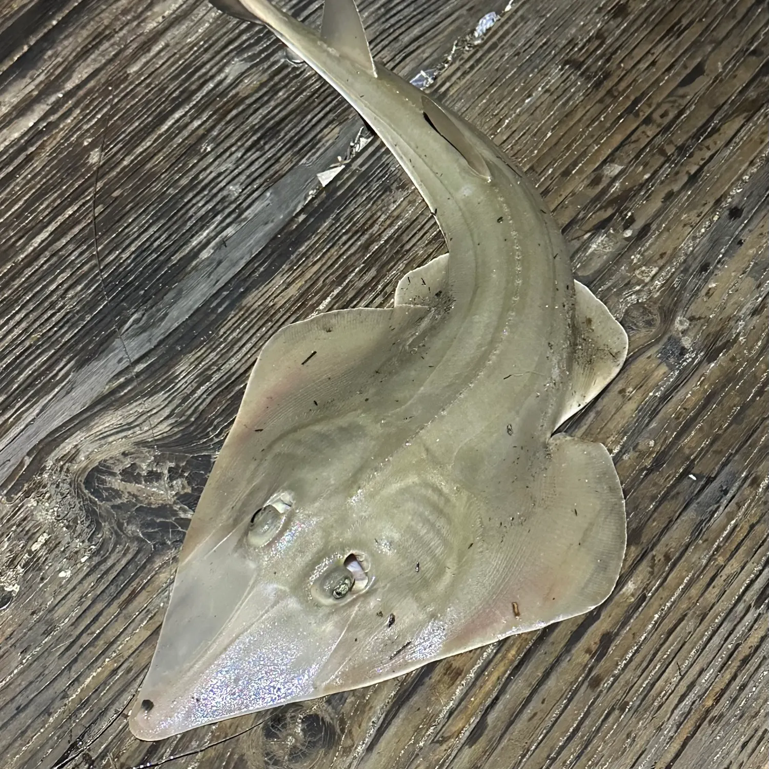 Pacific shovelnose guitarfish caught on Fishbrain