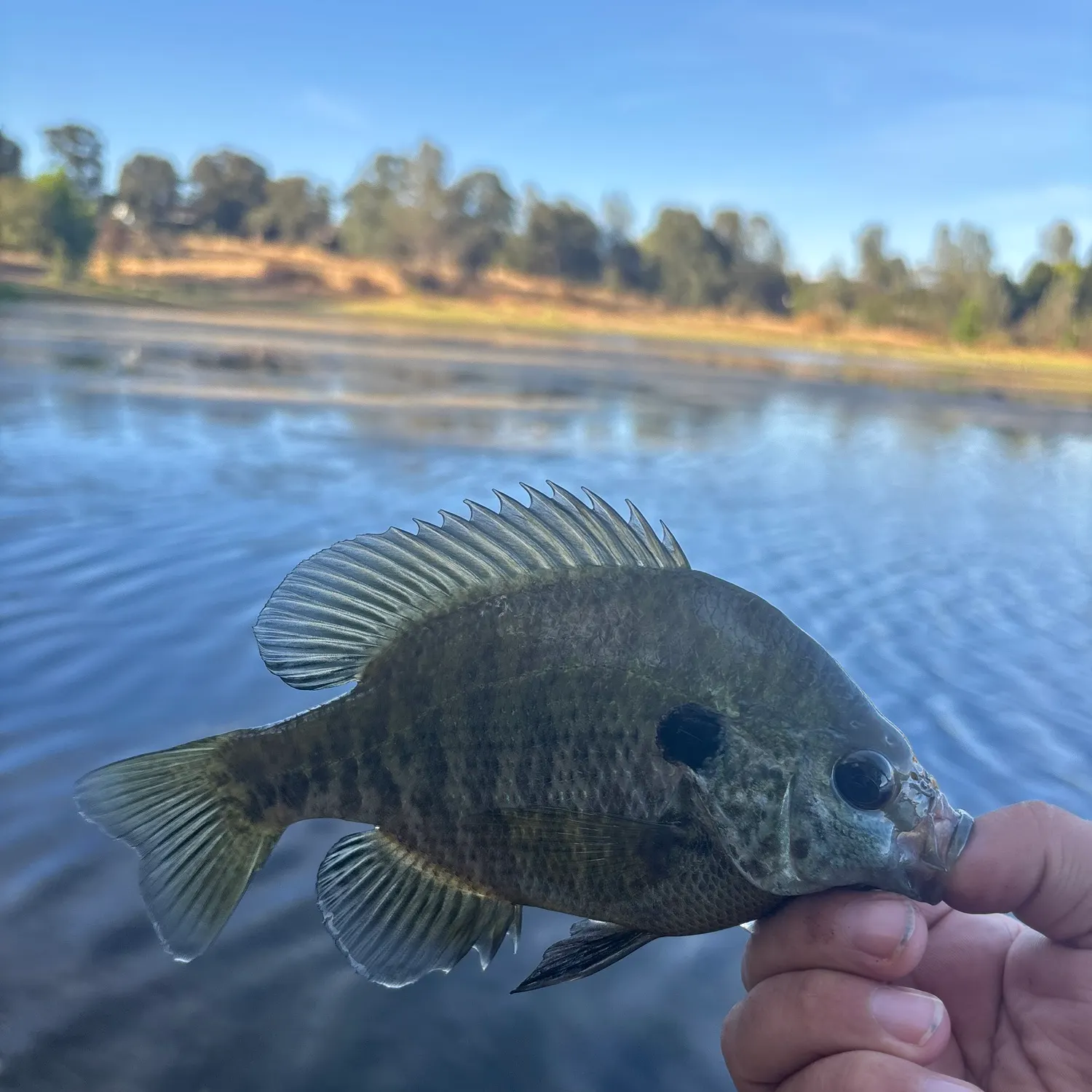 Bluegill caught on Fishbrain