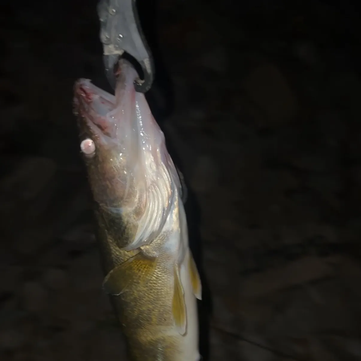 Walleye caught on Fishbrain