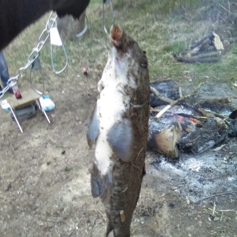 The most recent Bigmouth buffalo catches on Fishbrain