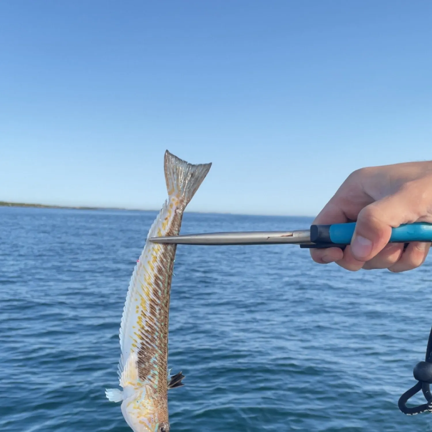 most liked catch image