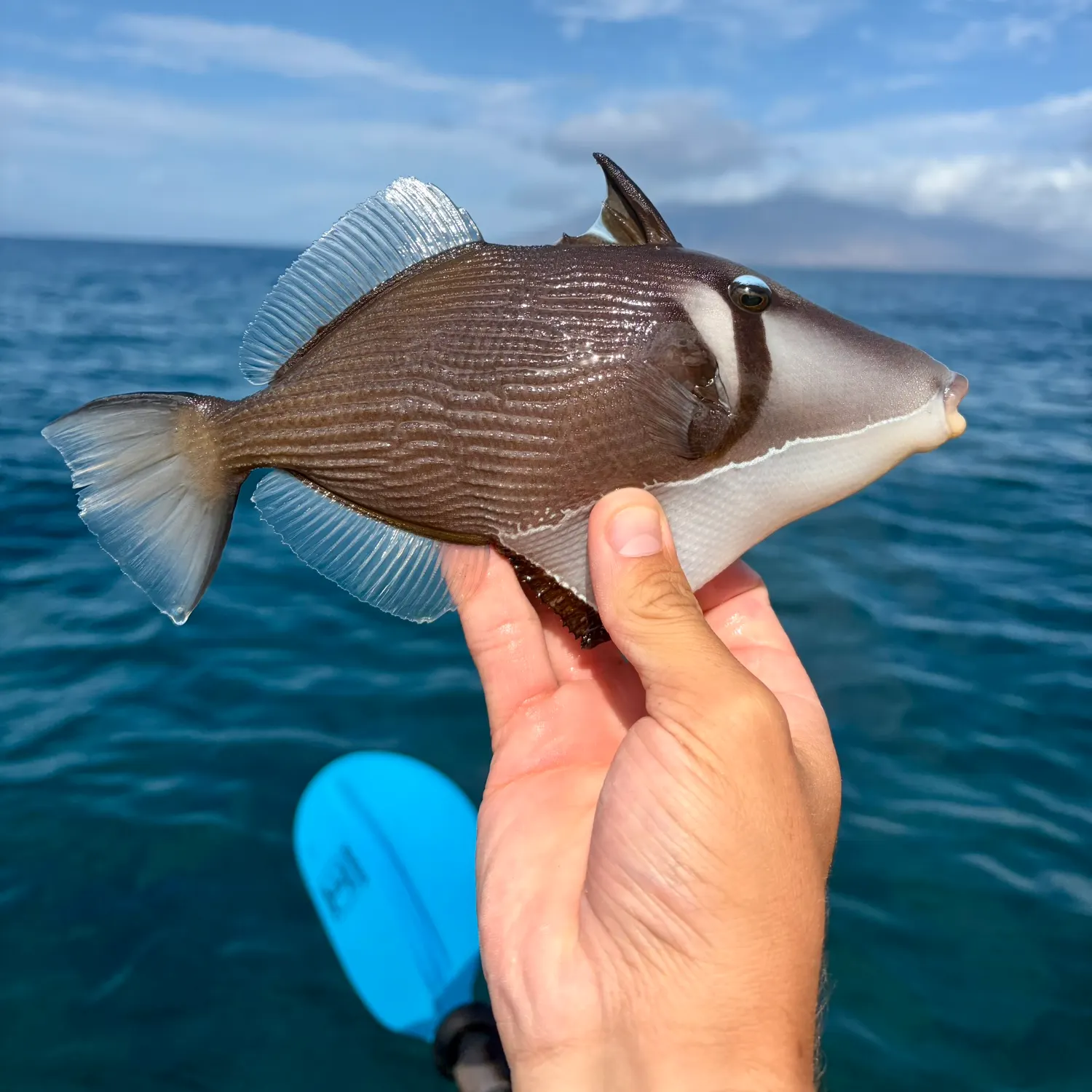 The most recent Picasso triggerfish catches on Fishbrain