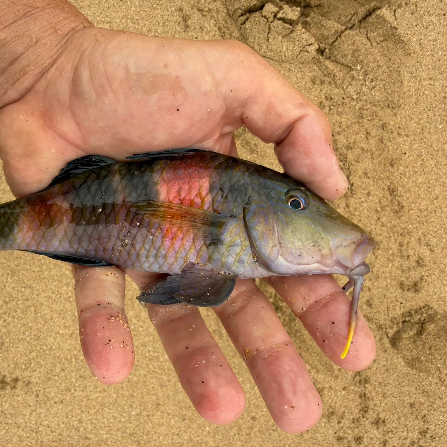 The most recent Manybar goatfish catches on Fishbrain
