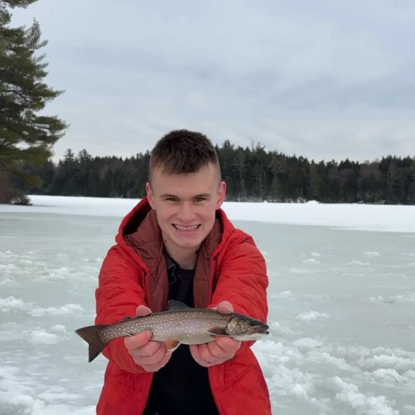 The most recent Splake catches on Fishbrain