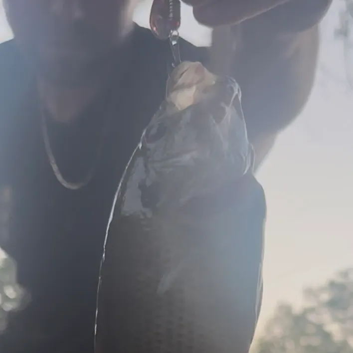 Rock bass caught on Fishbrain