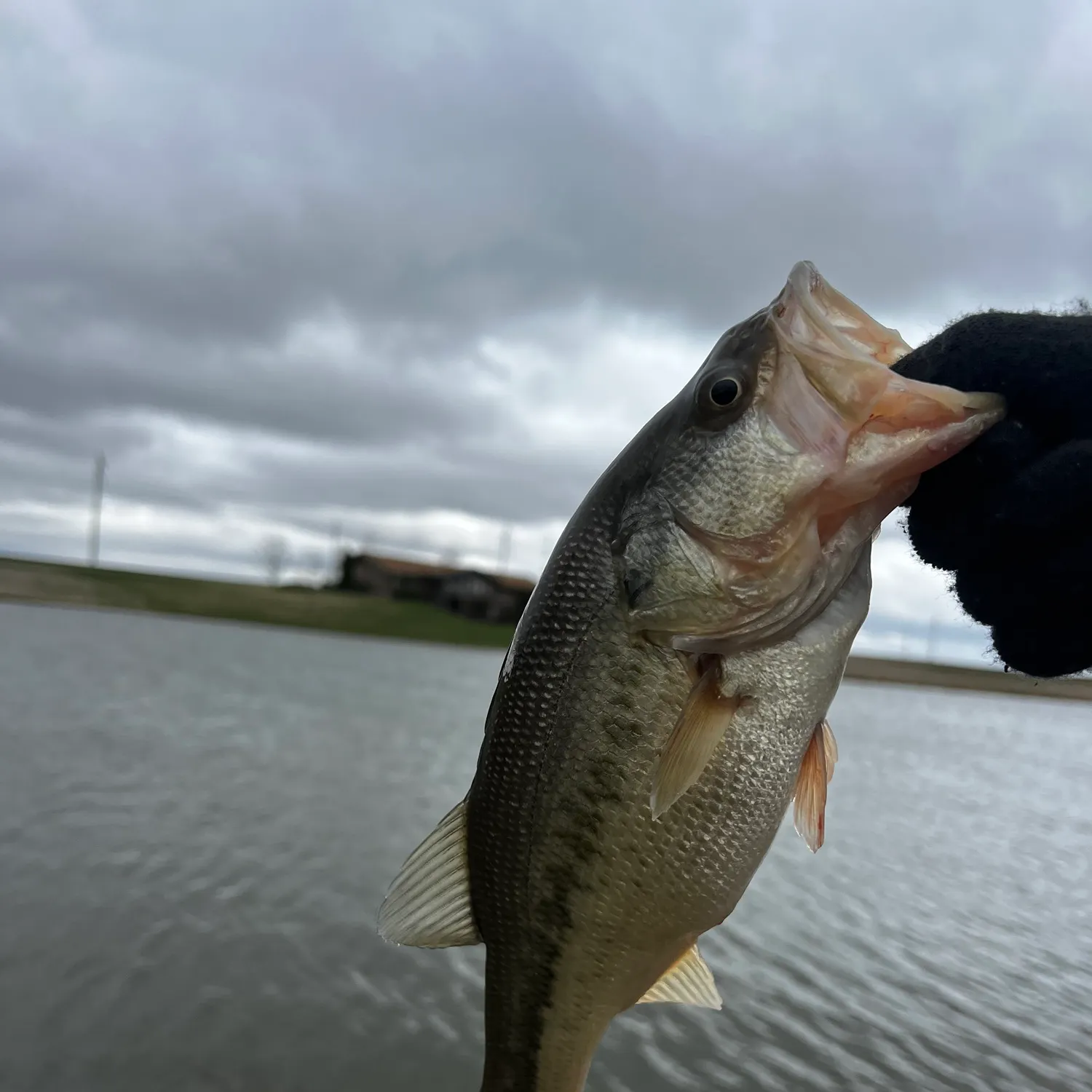 angler catch