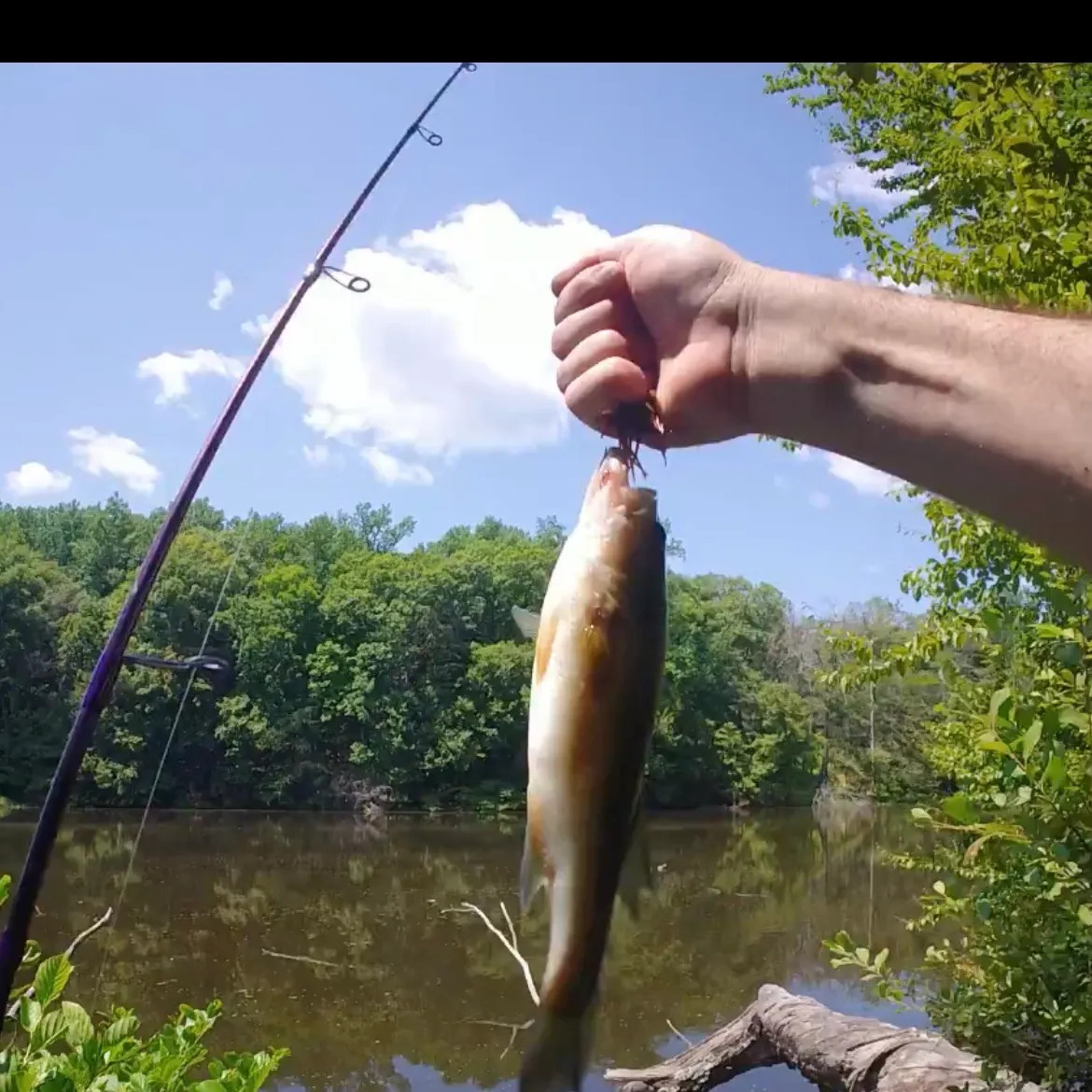 Largemouth bass caught on Fishbrain