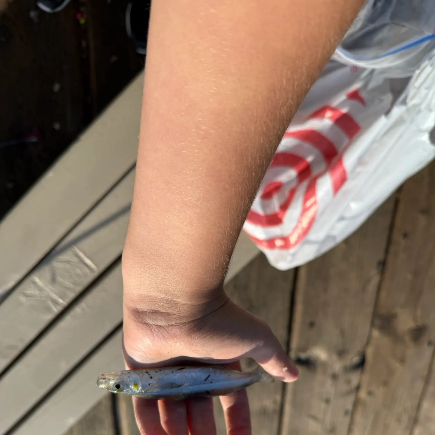 The most recent Topsmelt silverside catches on Fishbrain