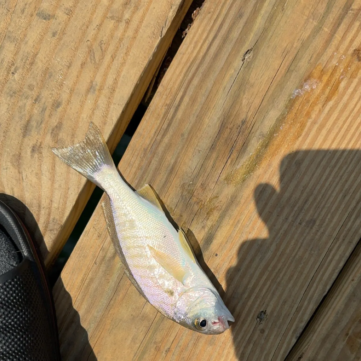 The most recent Spot croaker catches on Fishbrain