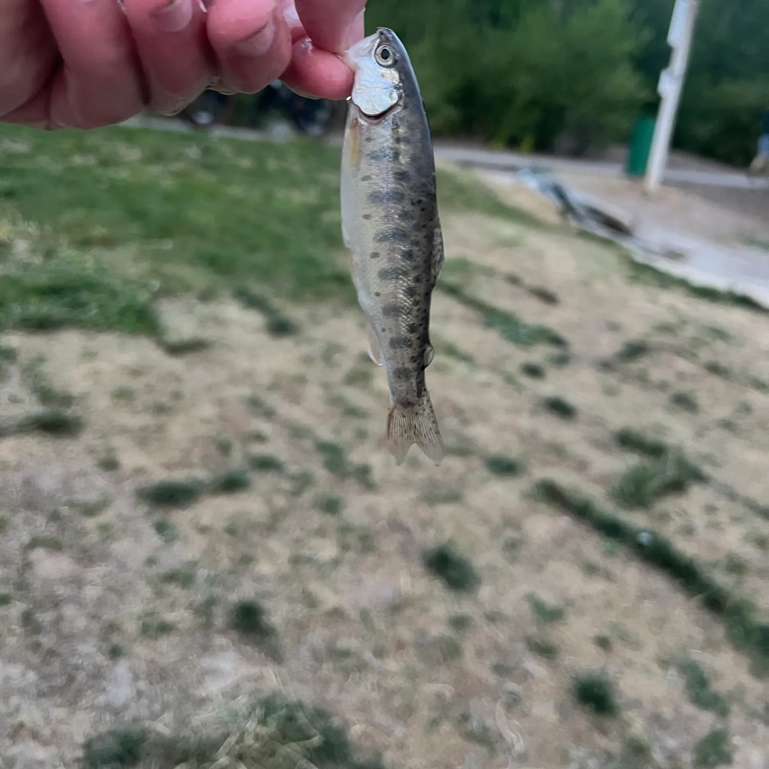 The most recent Paiute cutthroat trout catches on Fishbrain