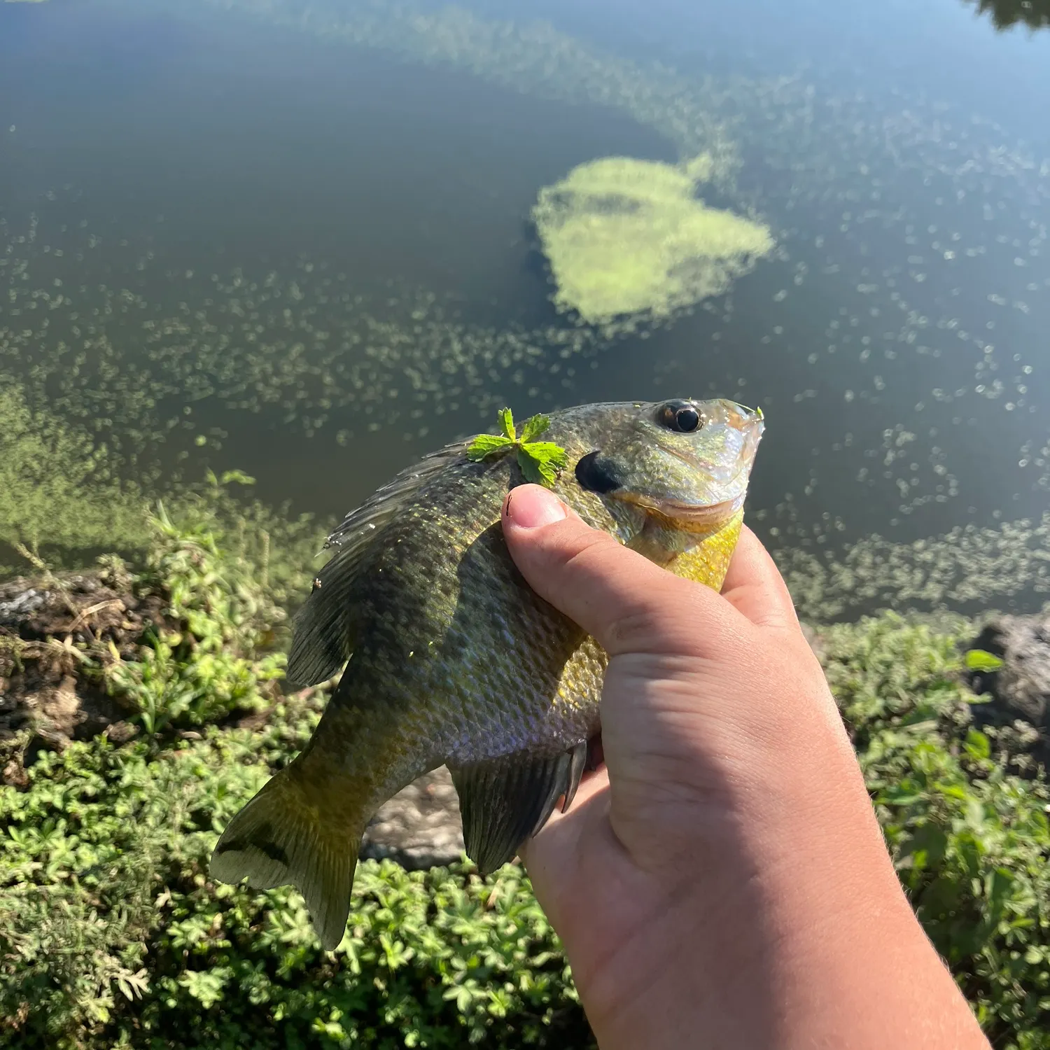 Bluegill caught on Fishbrain