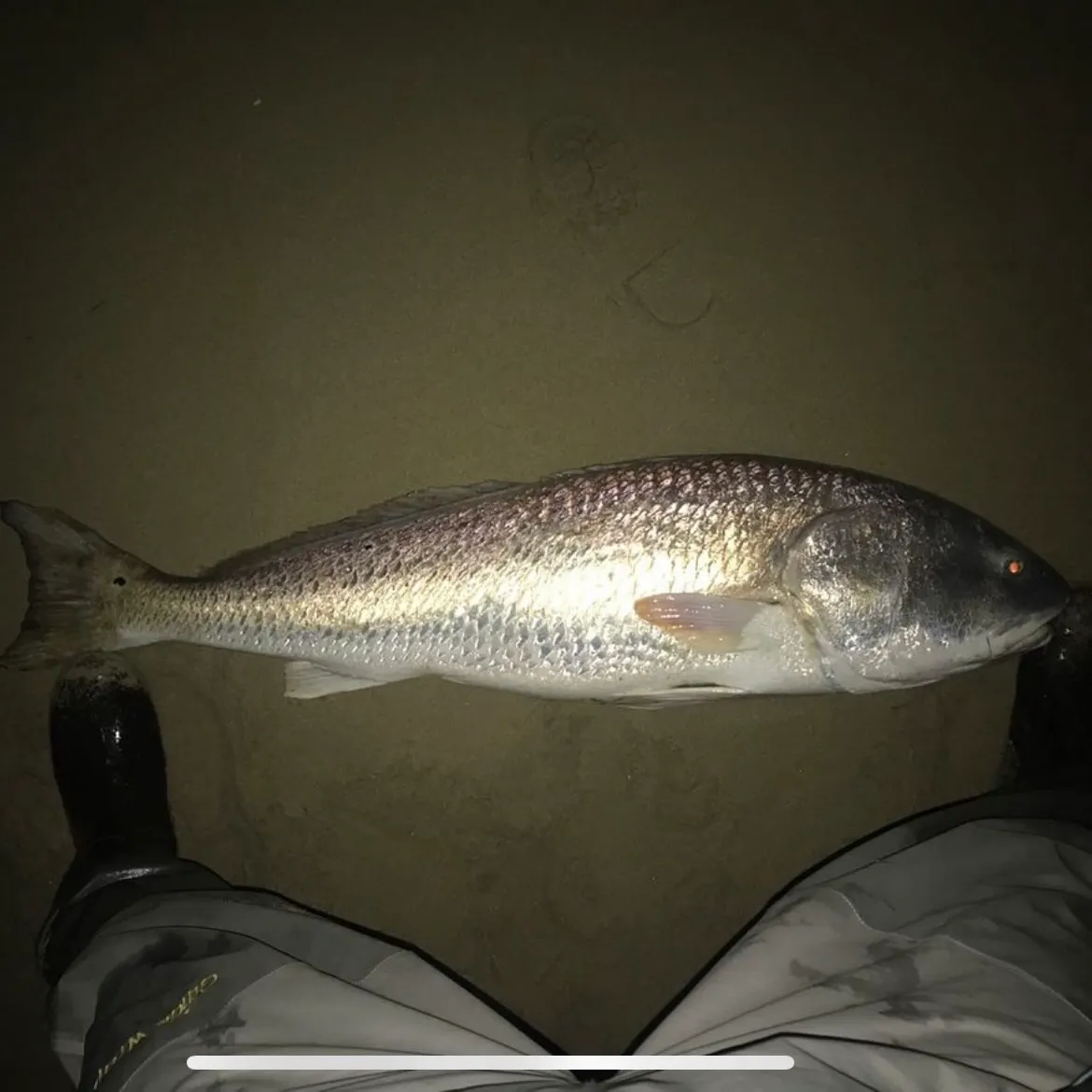 Red drum caught on Fishbrain