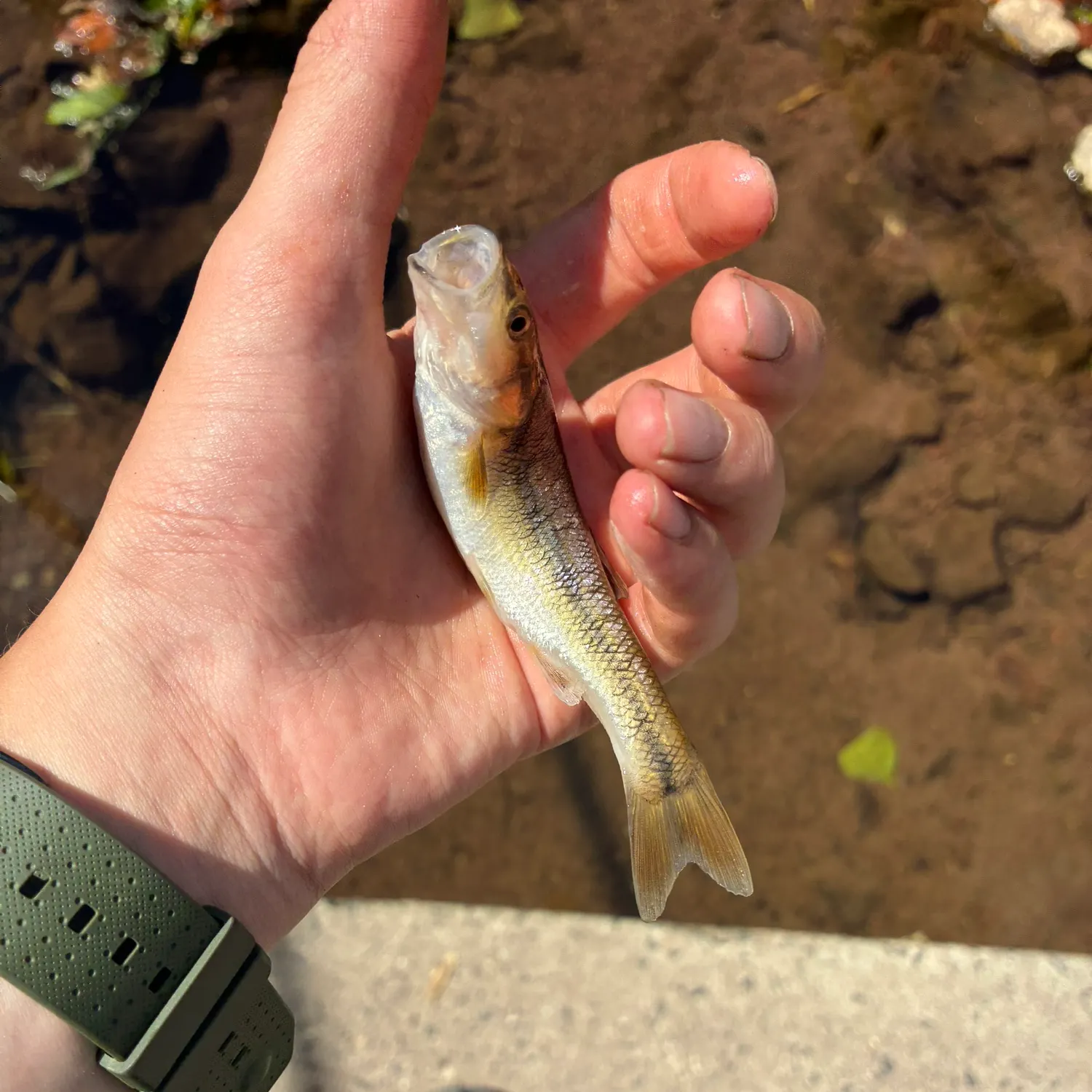 Creek chub caught on Fishbrain