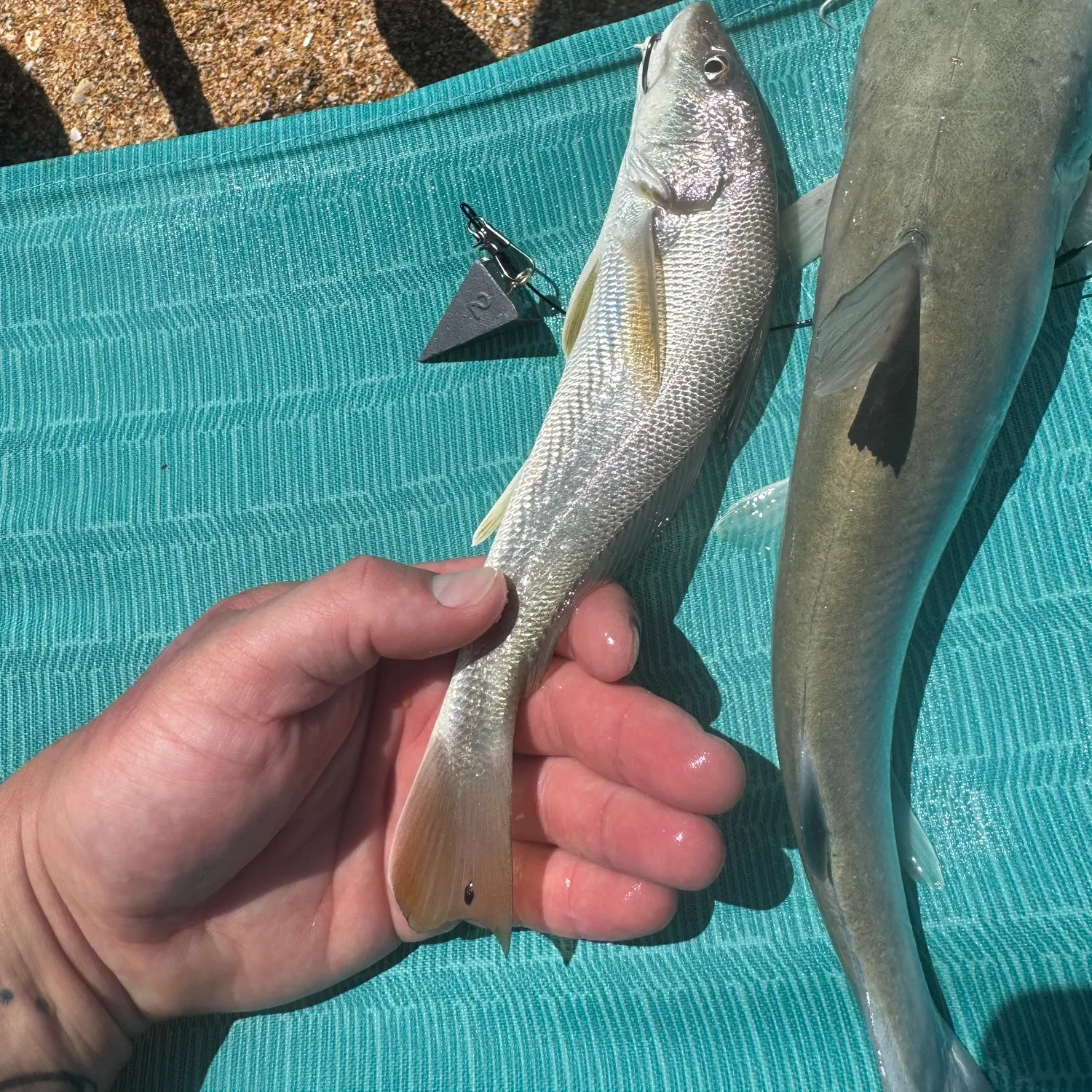 Gulf kingcroaker caught on Fishbrain