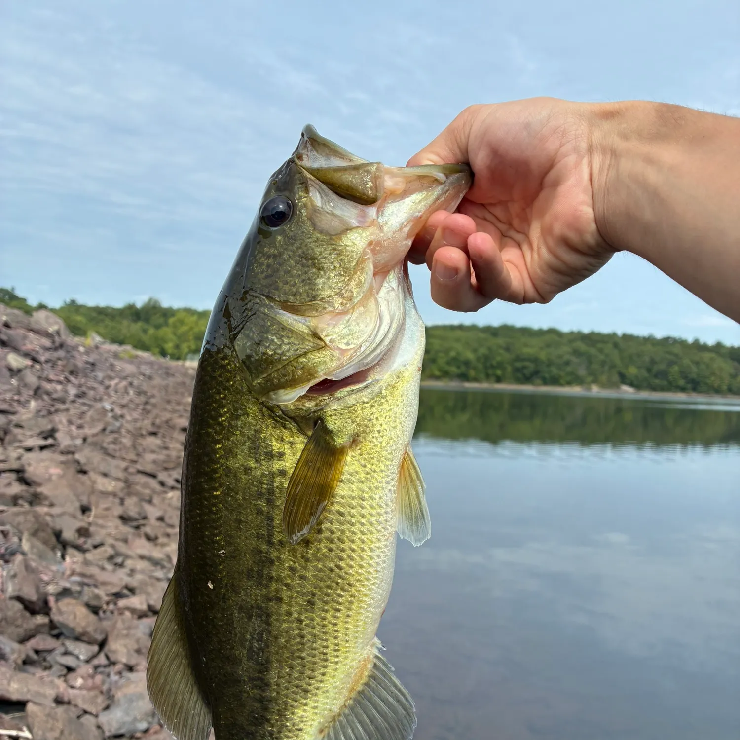 Largemouth bass caught on Fishbrain