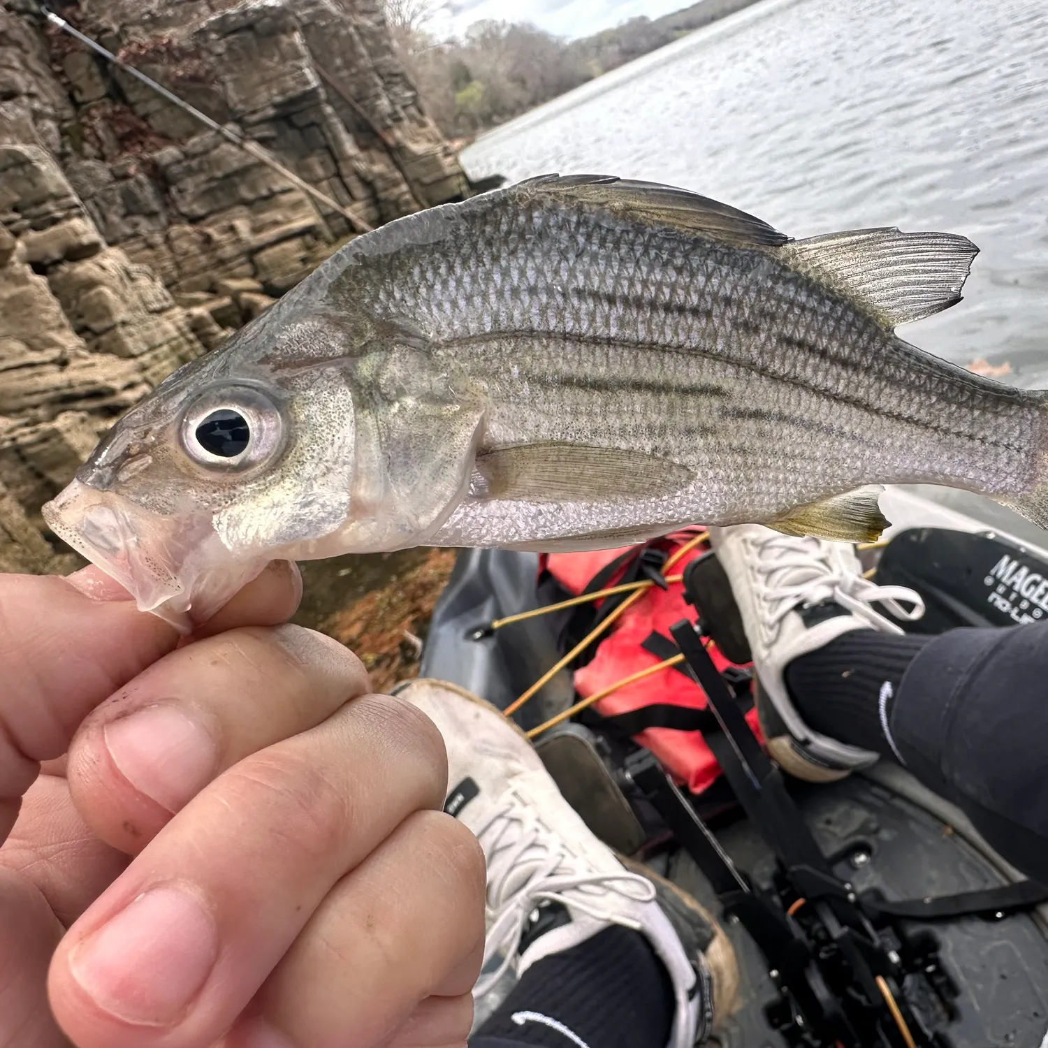 The most recent White bass catches on Fishbrain