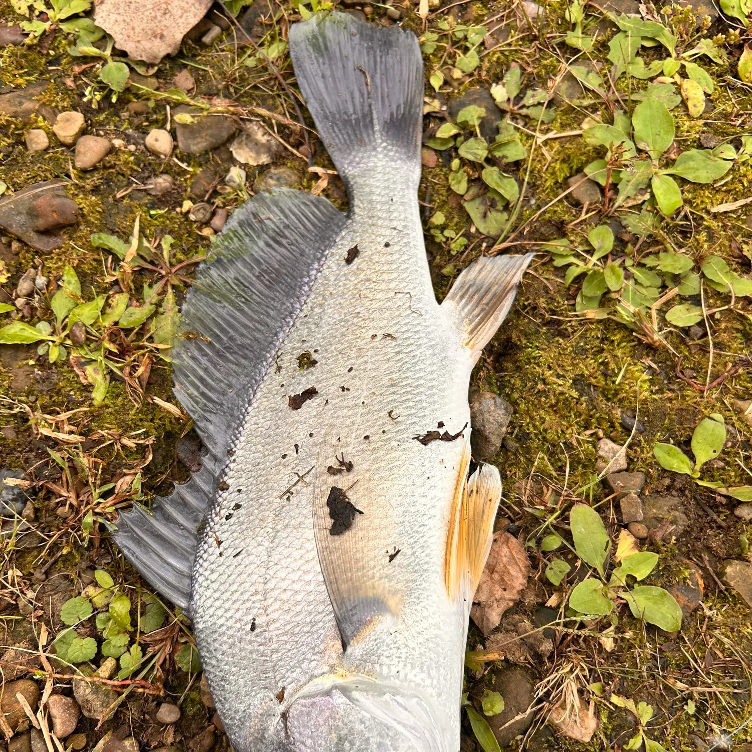 Freshwater drum caught on Fishbrain