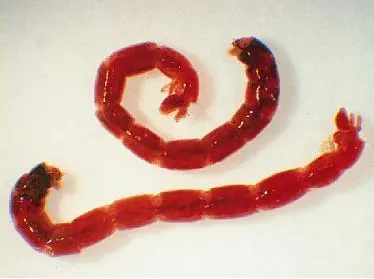 Larva