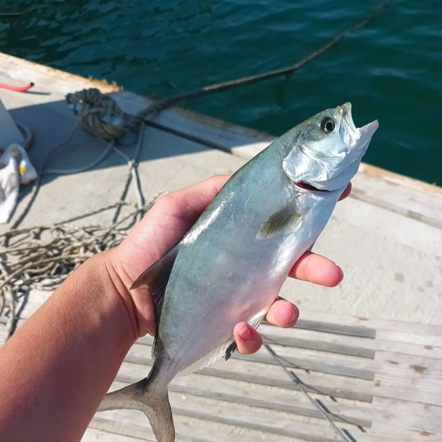 The most recent Leerfish catches on Fishbrain