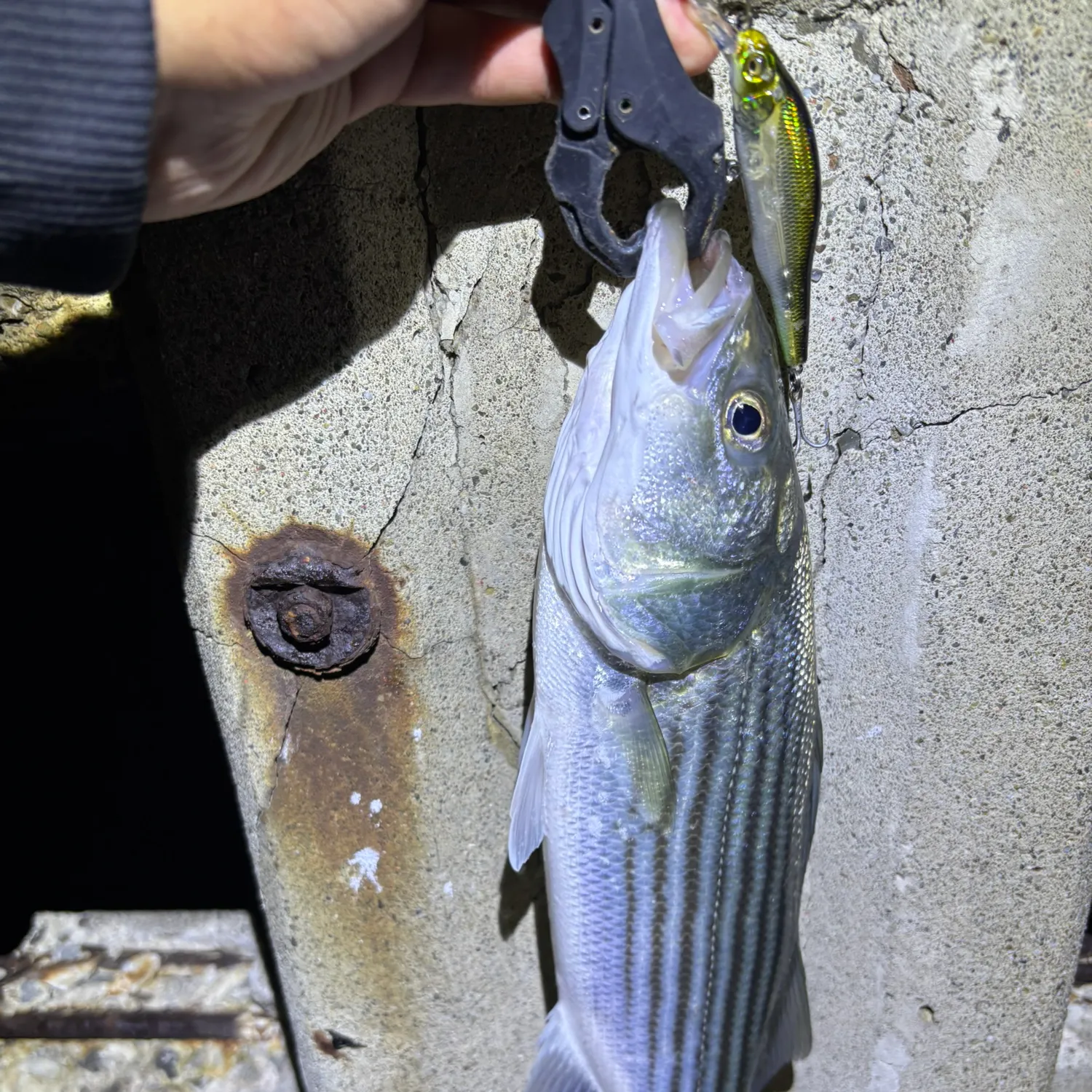 Striped bass caught on Fishbrain