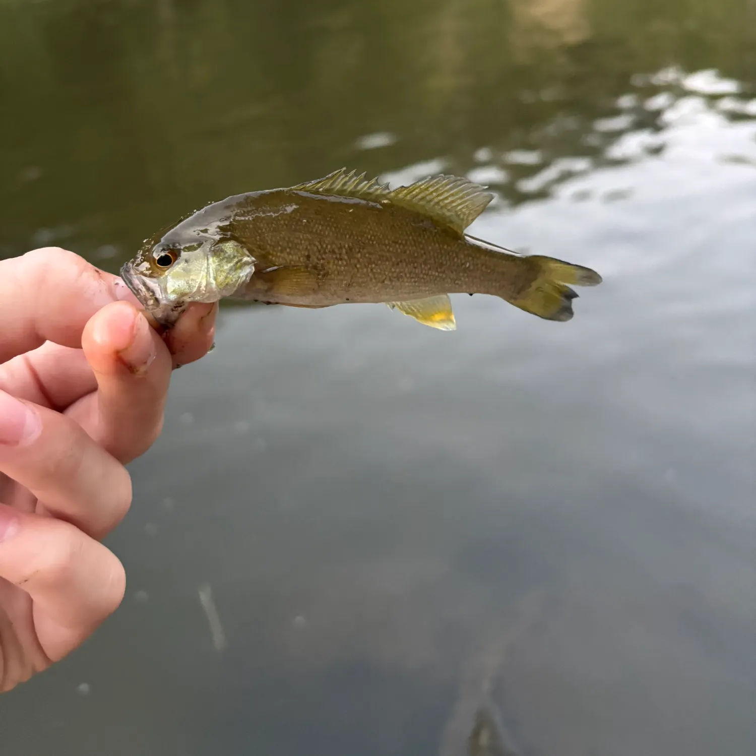 Smallmouth bass caught on Fishbrain