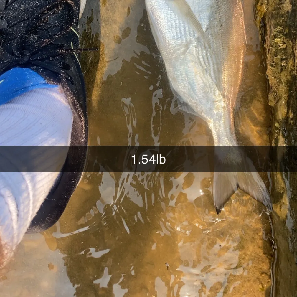 The most recent Gilthead seabream catches on Fishbrain