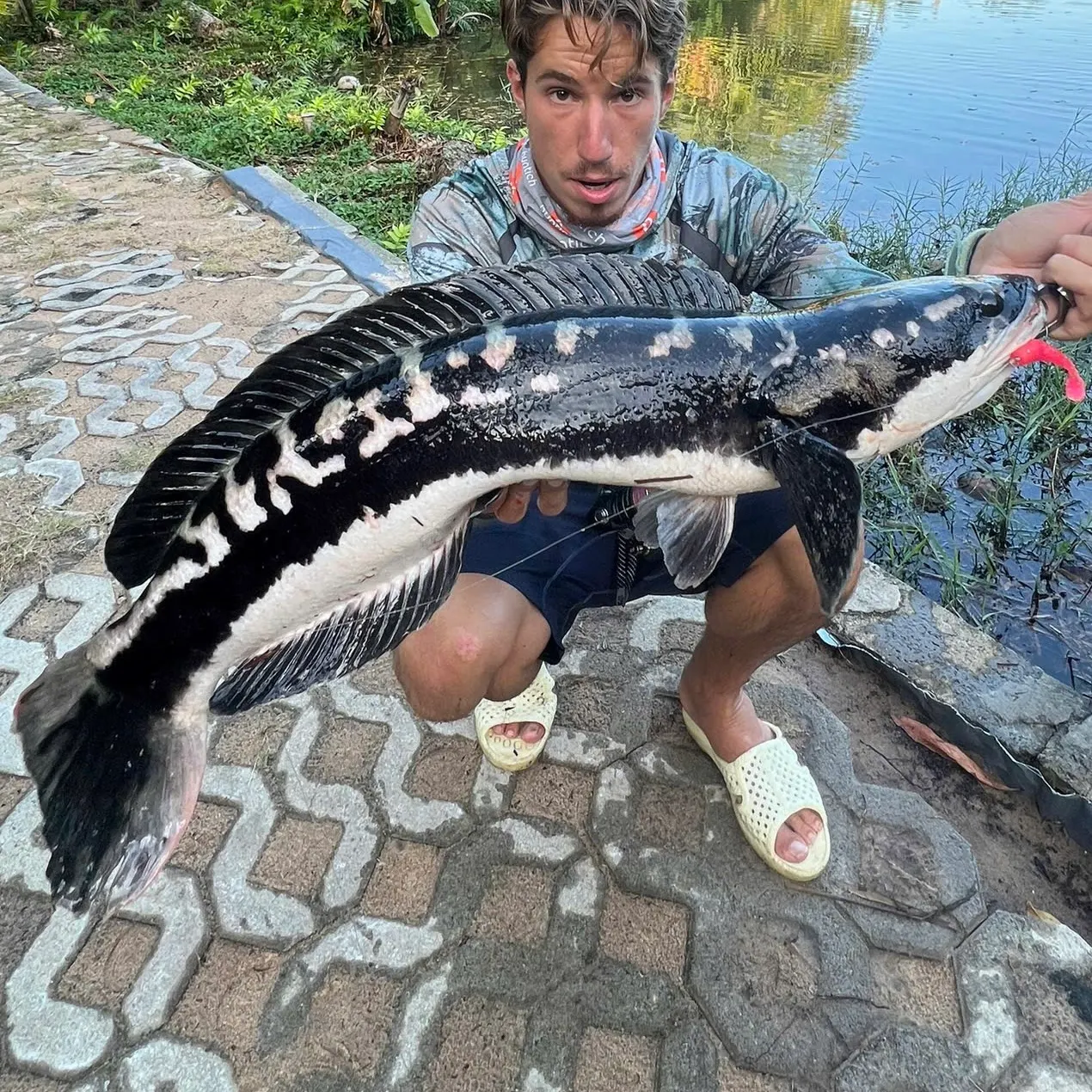 The most recent Indonesian snakehead catches on Fishbrain