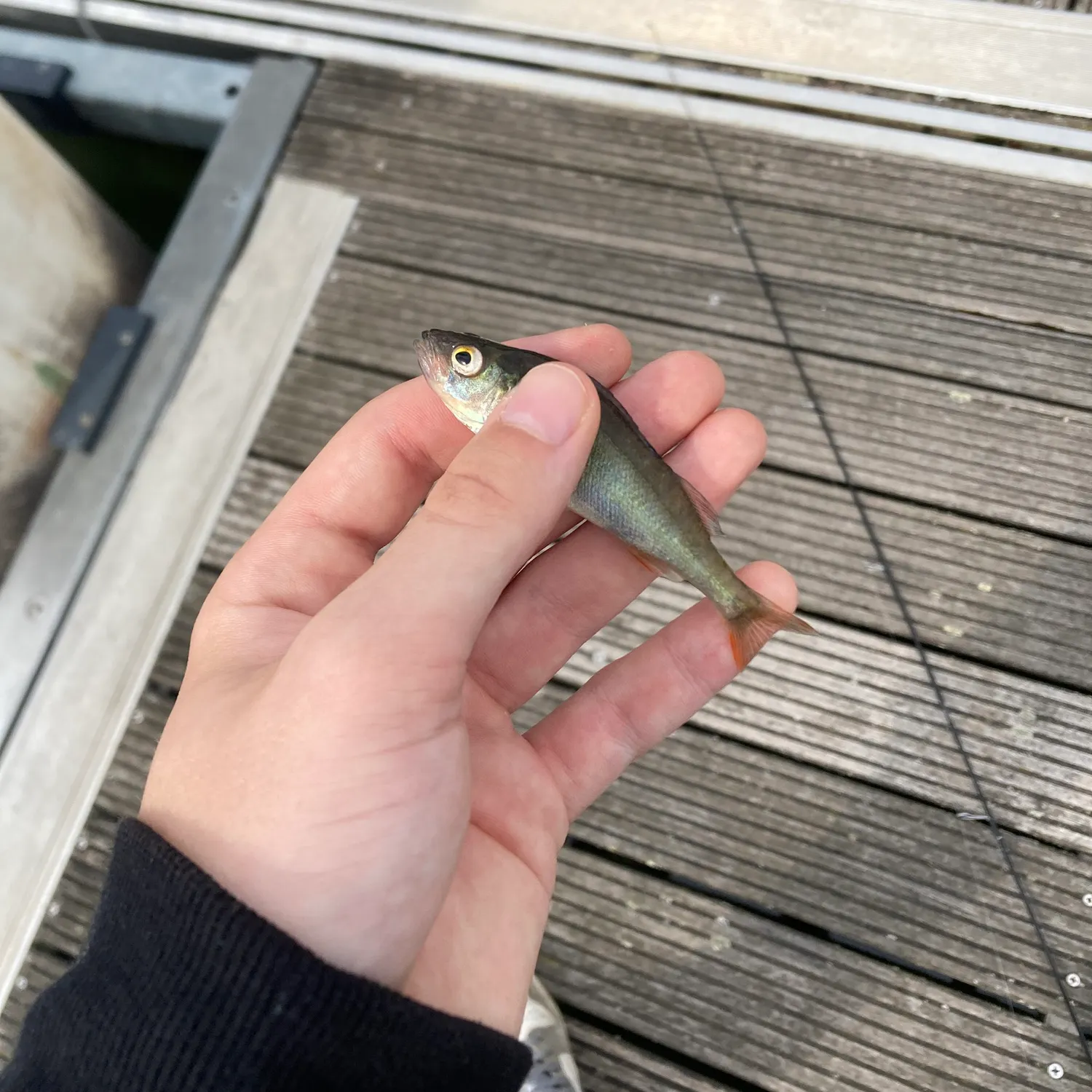European perch caught on Fishbrain