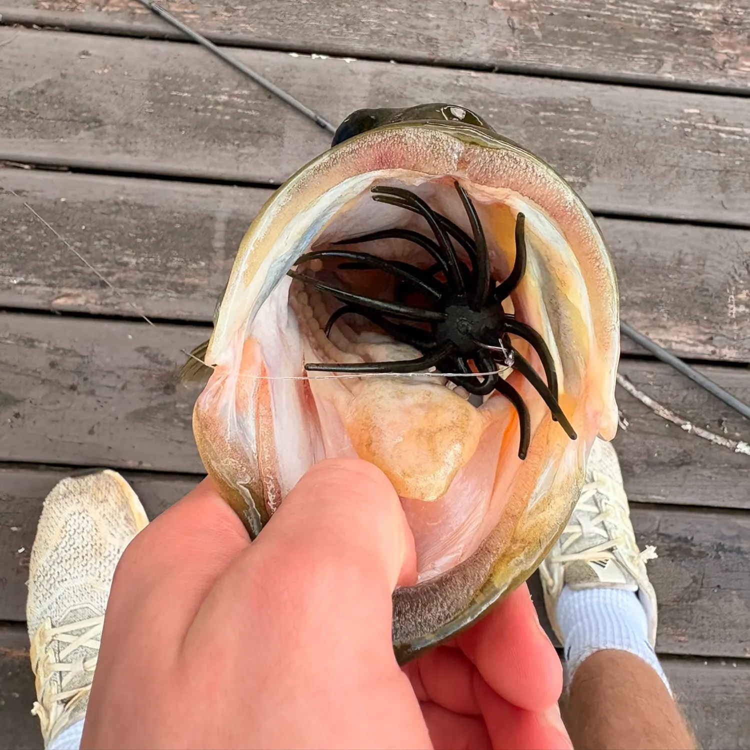 Largemouth bass caught on Fishbrain