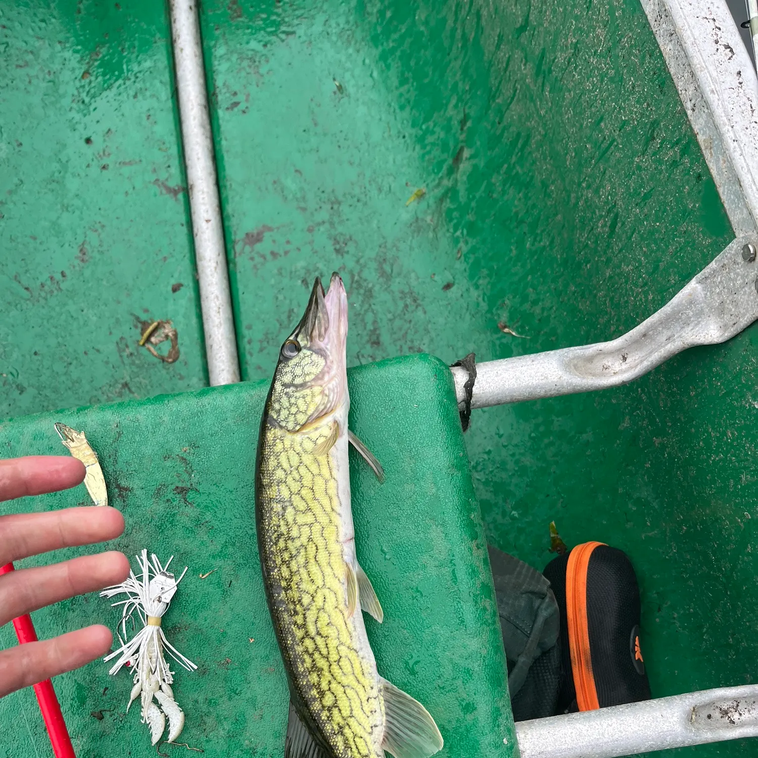 Chain pickerel caught on Fishbrain