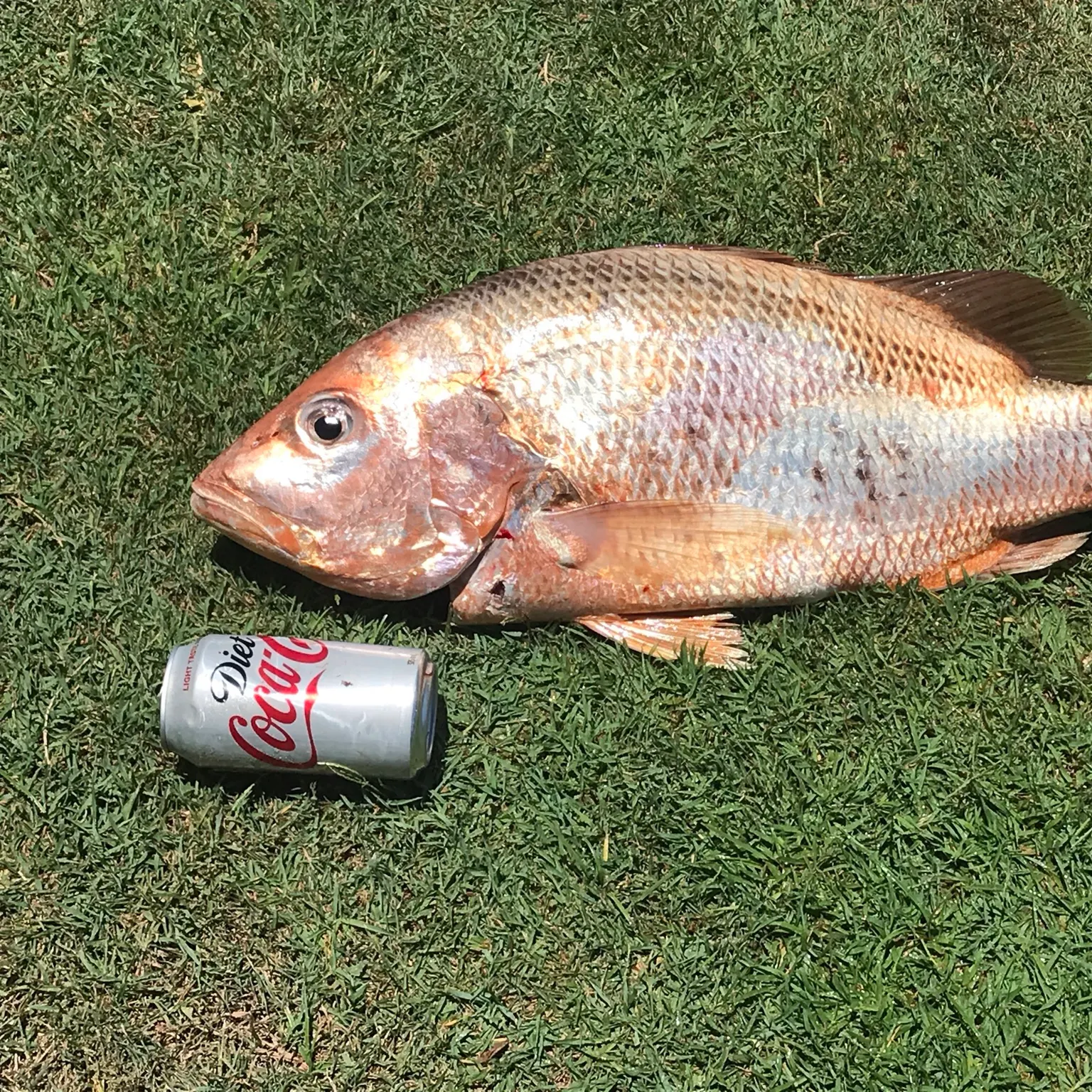 The most recent John's snapper catches on Fishbrain