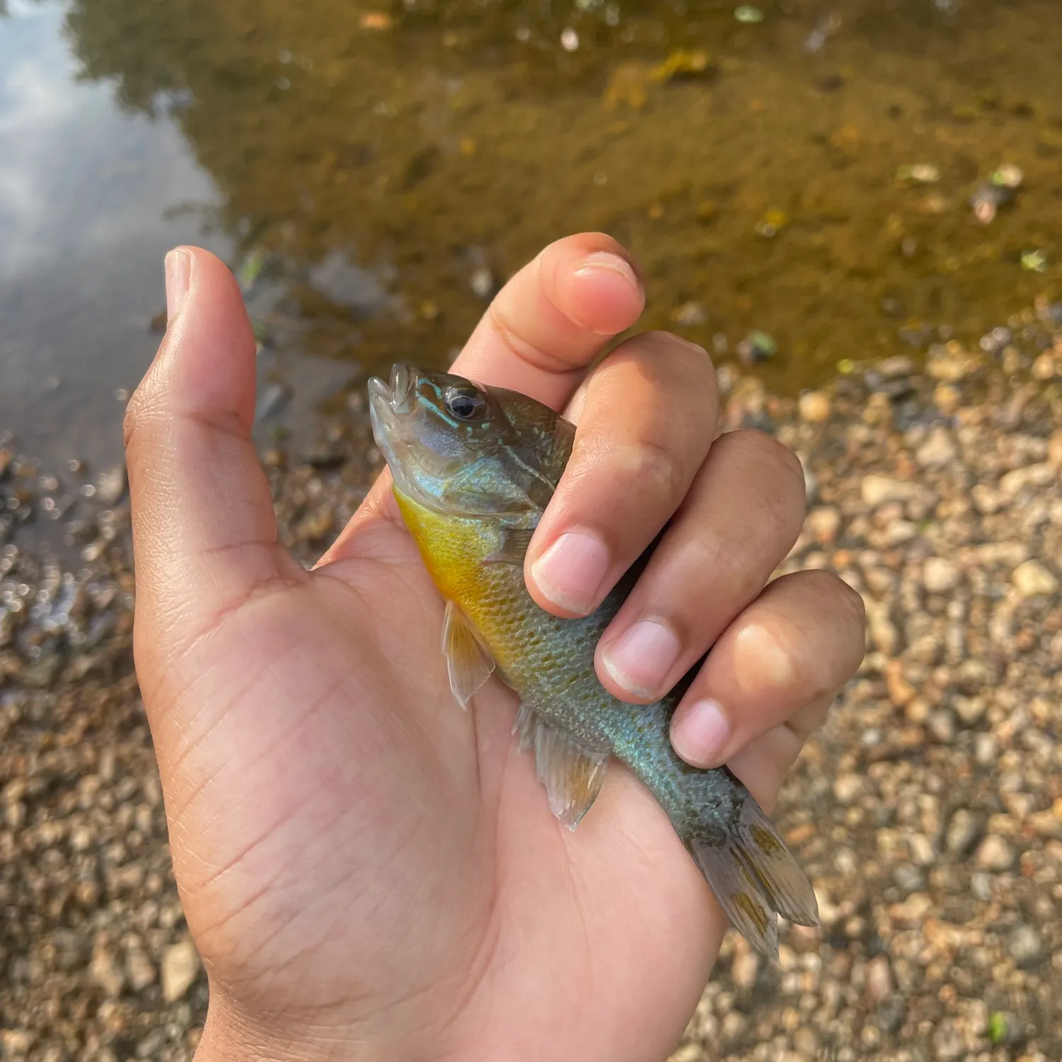 The most recent Redbreast sunfish catches on Fishbrain