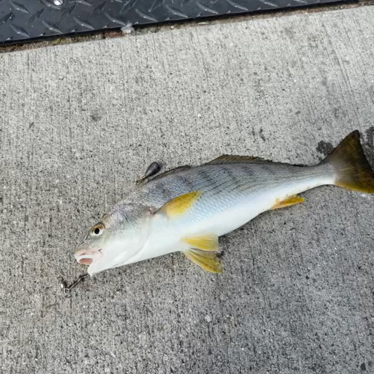 The most recent Yellowfin croaker catches on Fishbrain