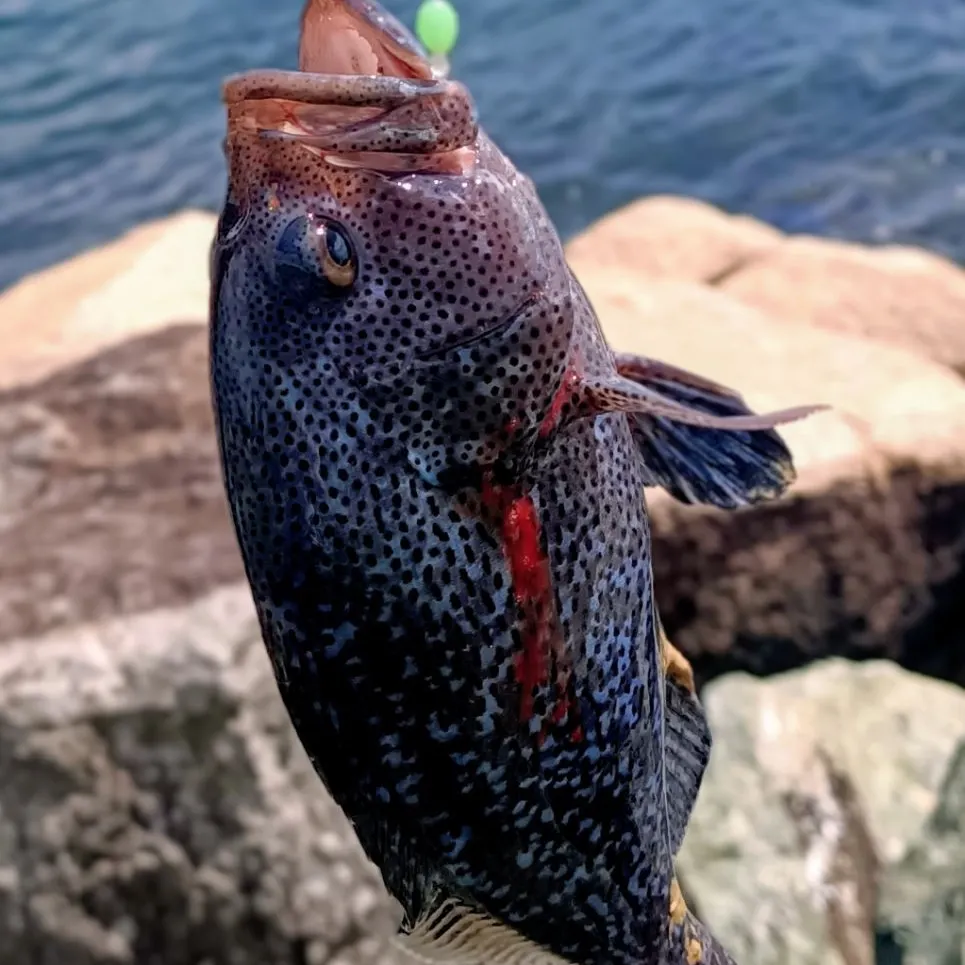 The most recent Eastern blue groper catches on Fishbrain