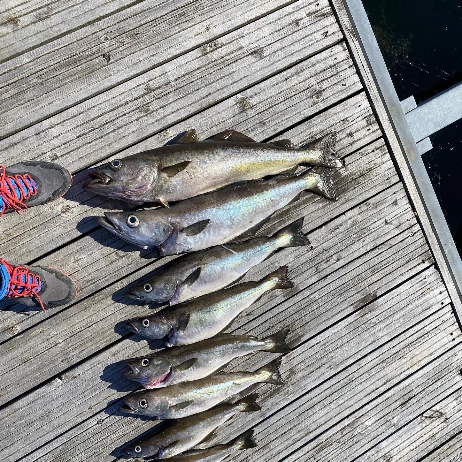 recently logged catches
