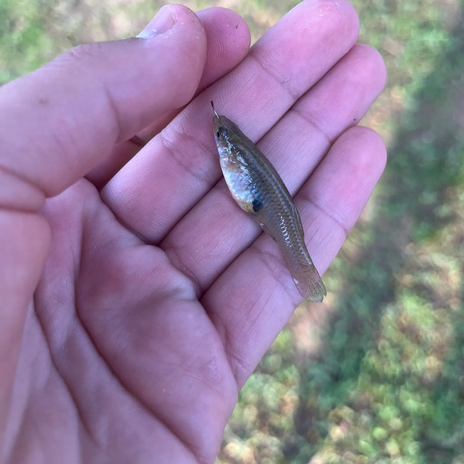The most recent Western mosquitofish catches on Fishbrain