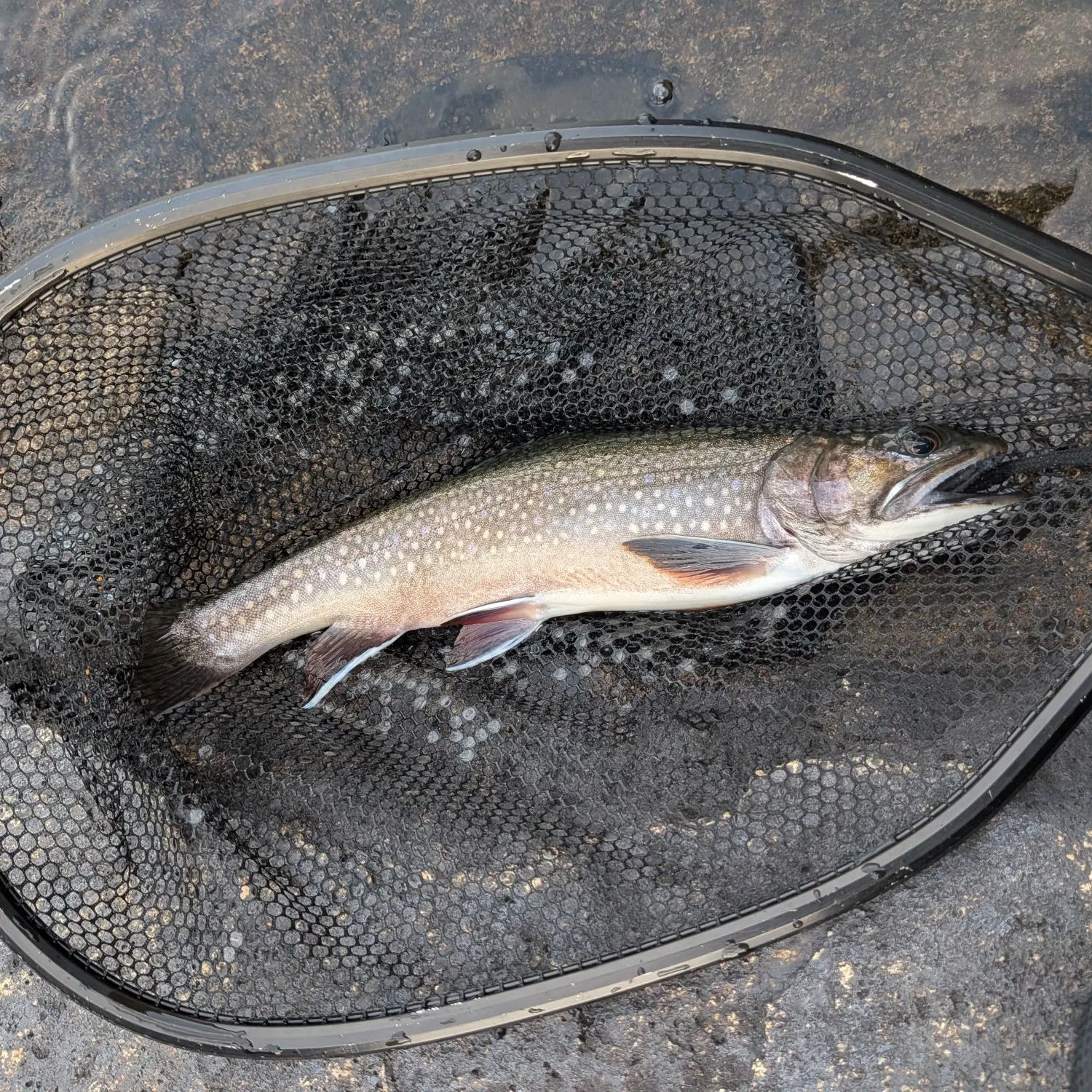 Brook trout caught on Fishbrain