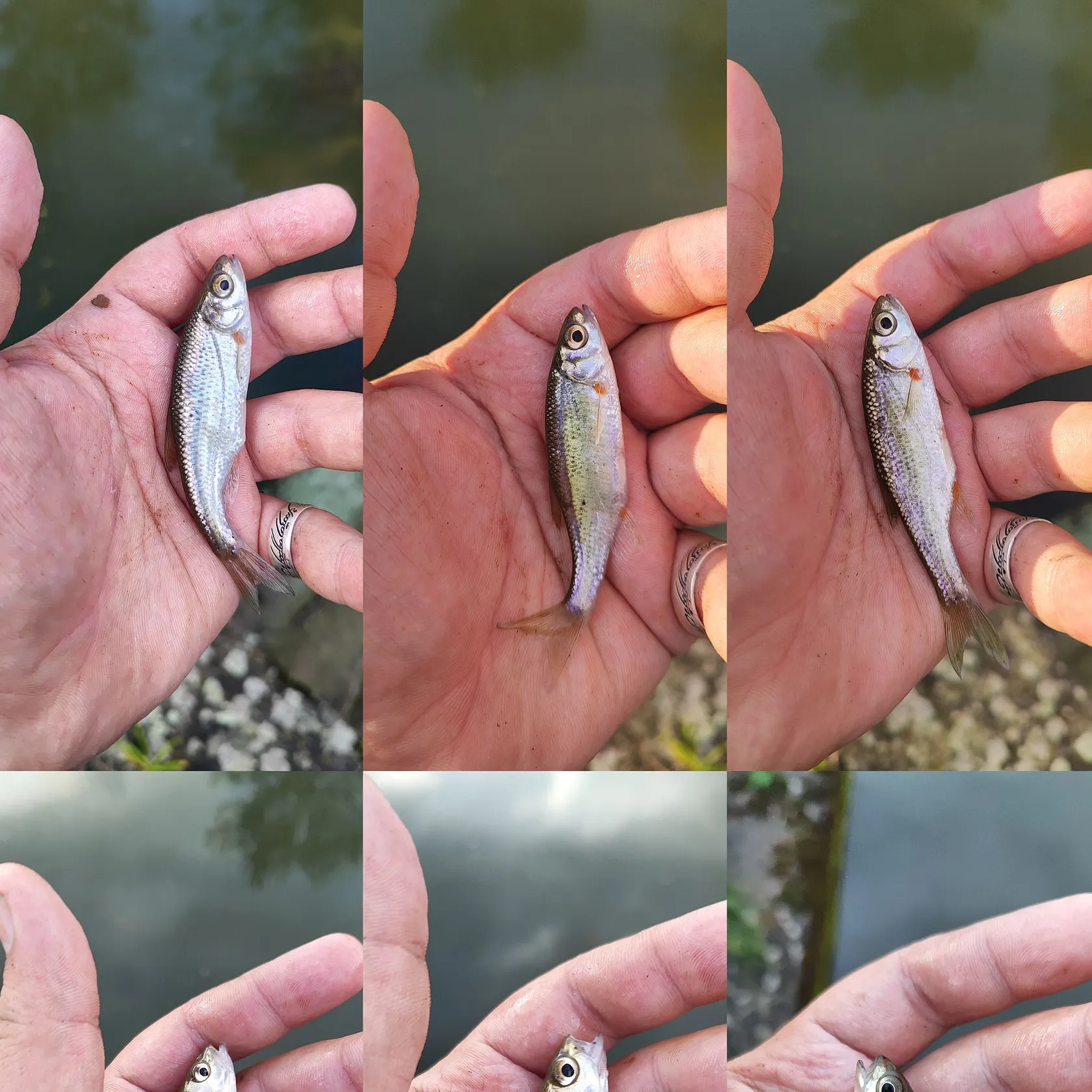 The most recent Spirinchus lanceolatus catches on Fishbrain