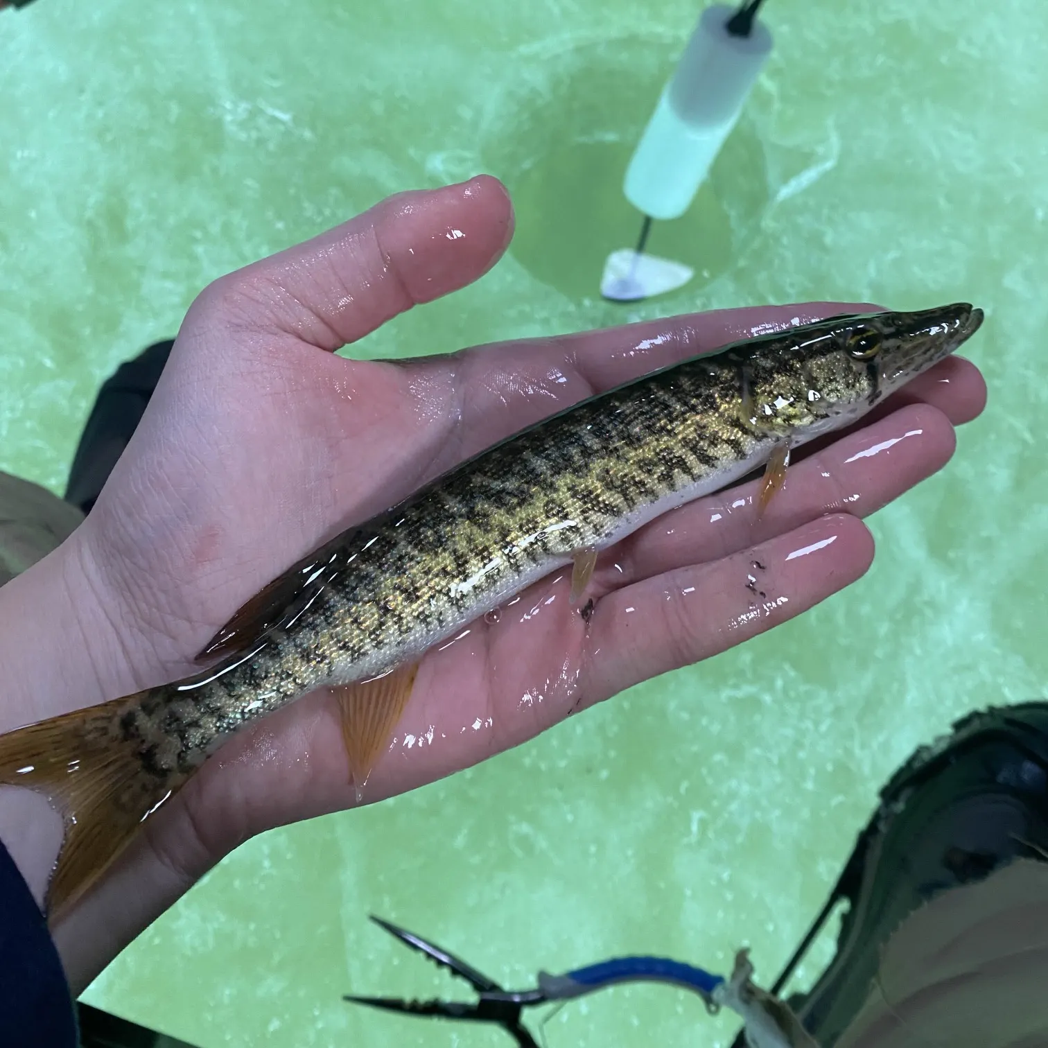 The most recent Grass pickerel catches on Fishbrain