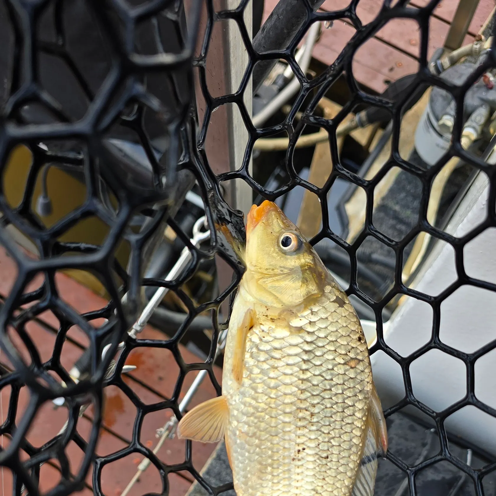 Common carp caught on Fishbrain