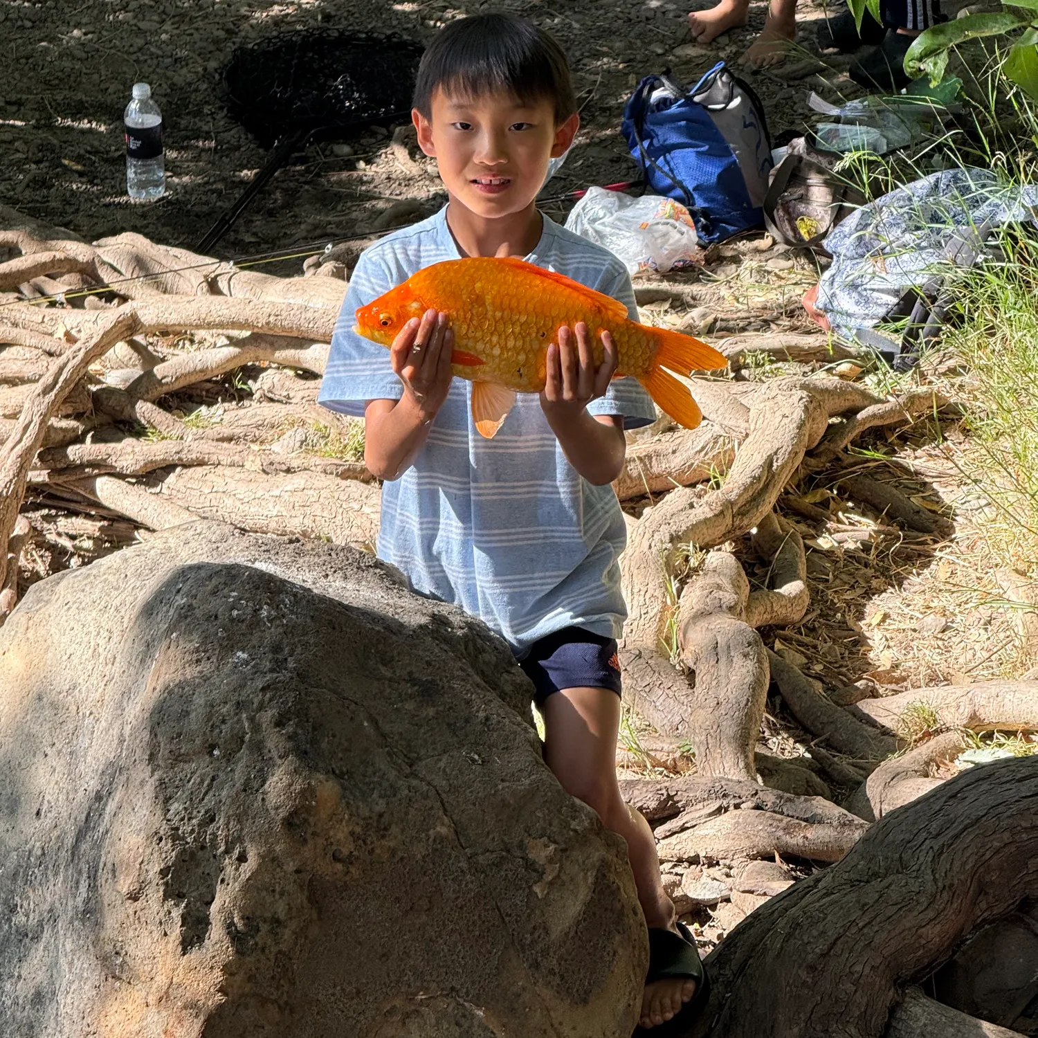 The most recent Goldfish catches on Fishbrain