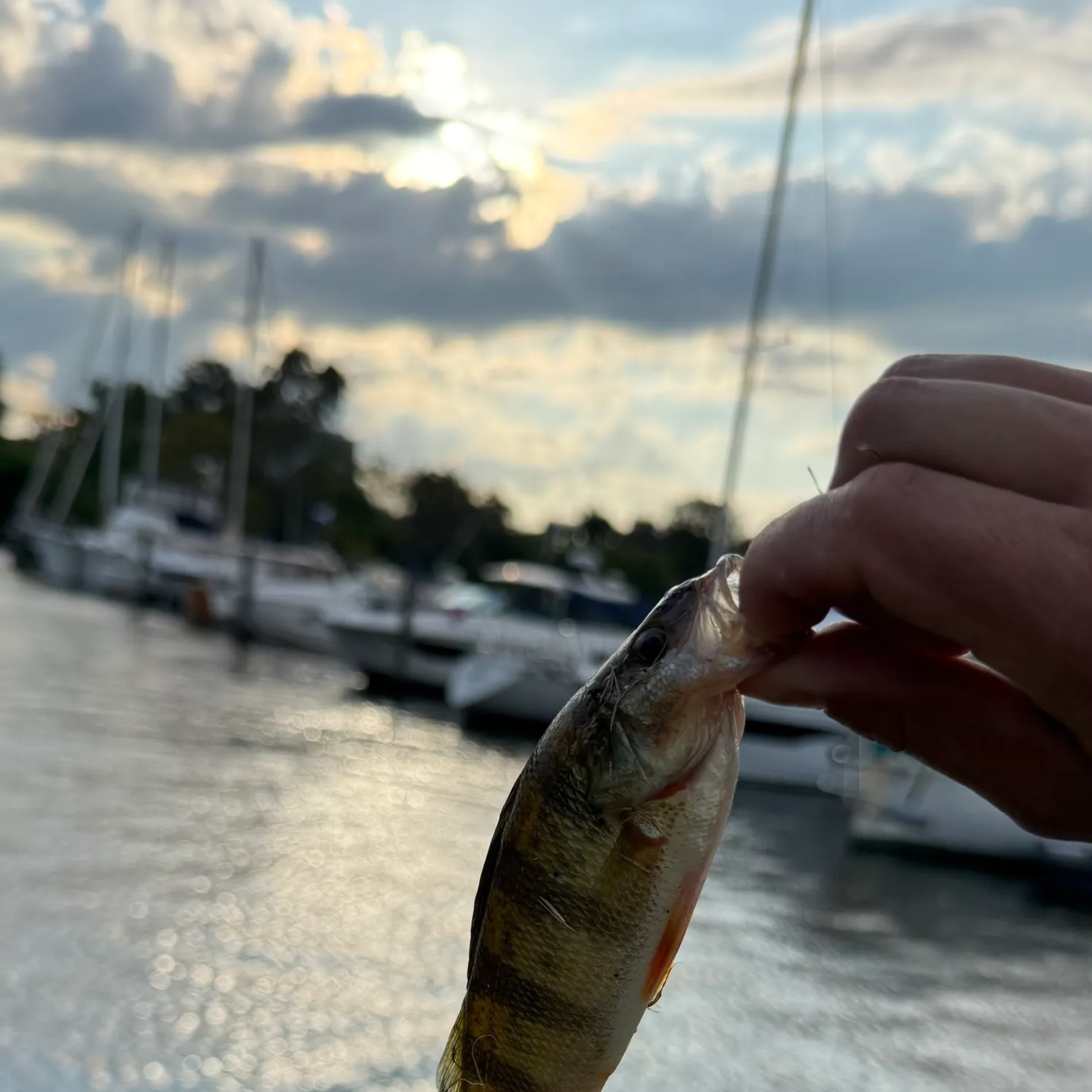 Yellow perch caught on Fishbrain