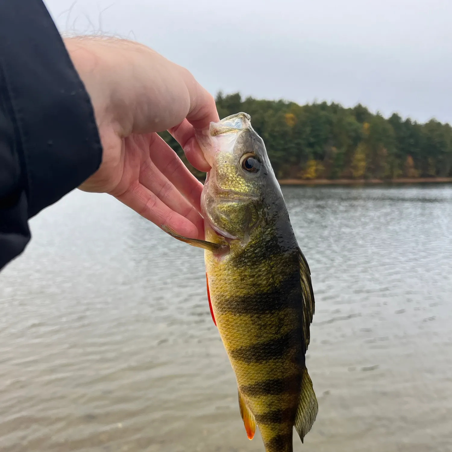 Yellow perch caught on Fishbrain