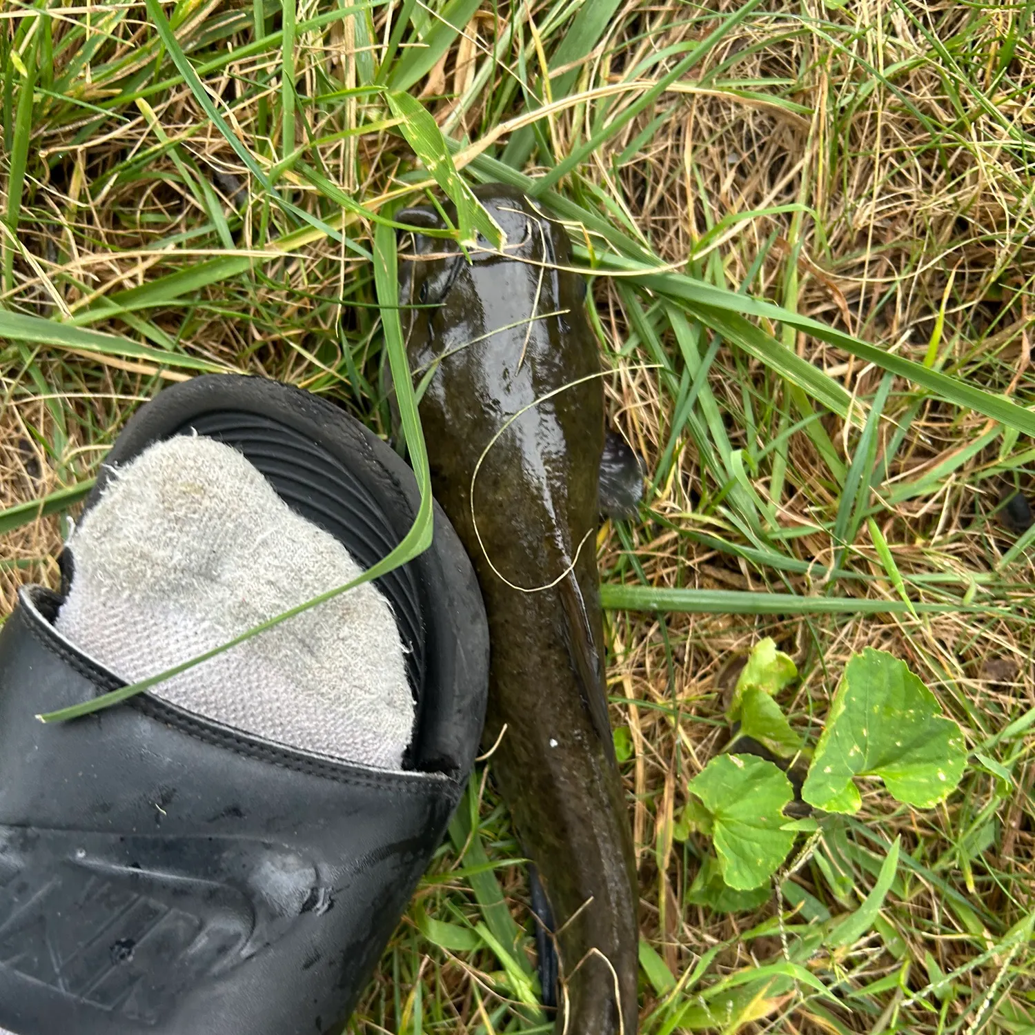 Black bullhead caught on Fishbrain