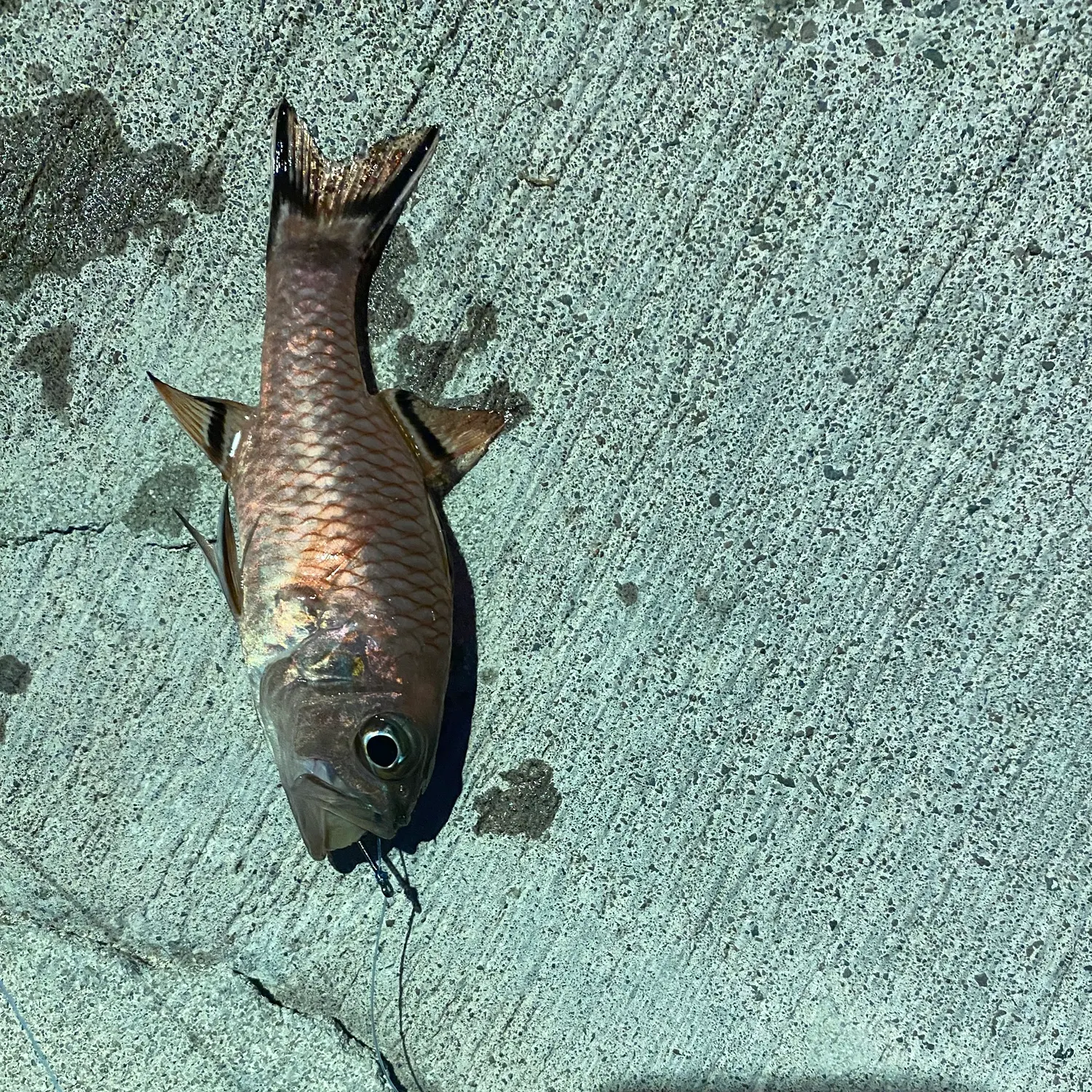 Bandfin cardinalfish caught on Fishbrain
