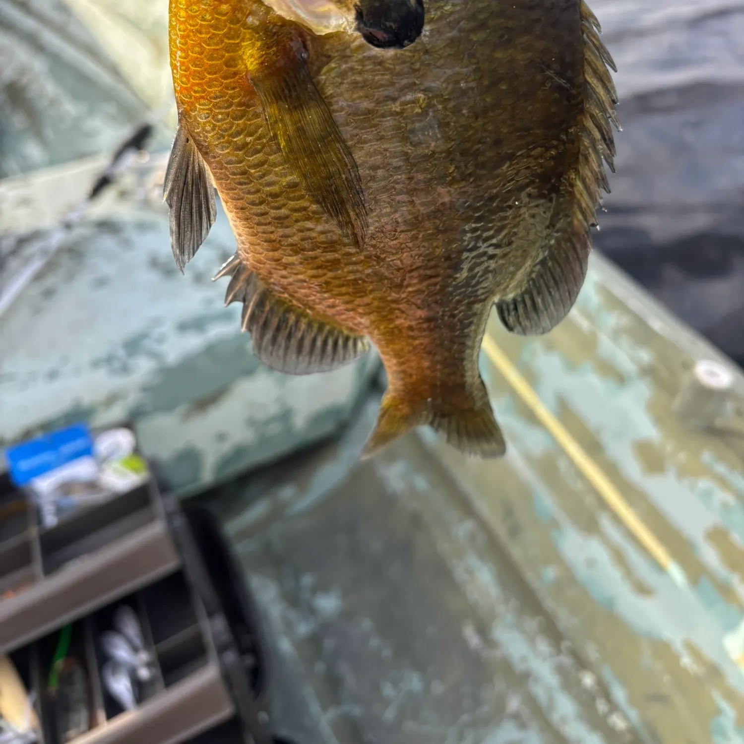 Bluegill caught on Fishbrain