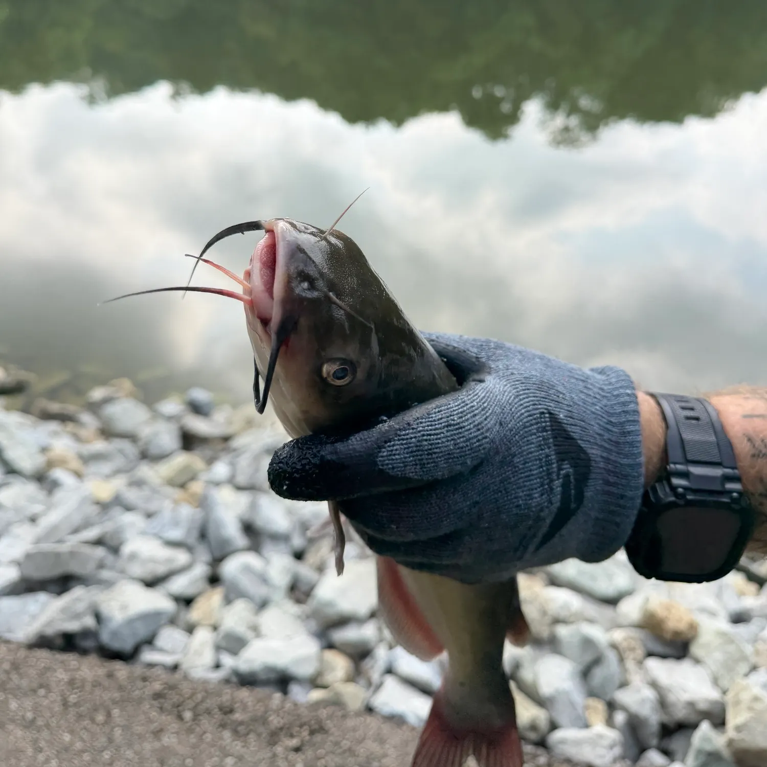 Channel catfish caught on Fishbrain
