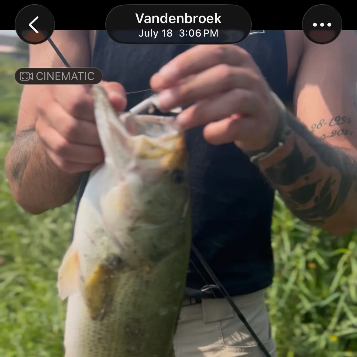 Largemouth bass caught on Fishbrain